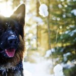 German Shepherd in winter