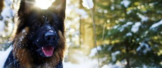 German Shepherd in winter