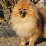 German Spitz - what it looks like, character description, pros and cons of the breed, training features
