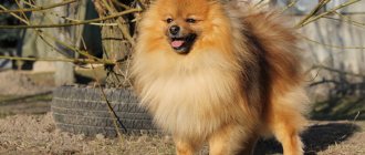 German Spitz - what it looks like, character description, pros and cons of the breed, training features