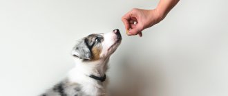 The need to introduce complementary feeding to puppies at different ages