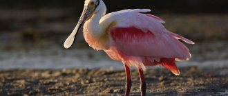 Unusual beak of a bird