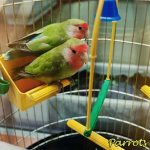 Lovebirds in a cage