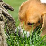 A dog&#39;s unstable psyche can affect its behavior, as a result of which the dog may begin to eat soil