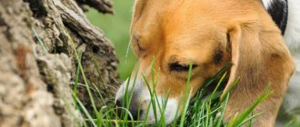 A dog&#39;s unstable psyche can affect its behavior, as a result of which the dog may begin to eat soil