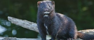 mink with white chin photo
