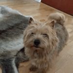 Norwich Terrier wagging its tail