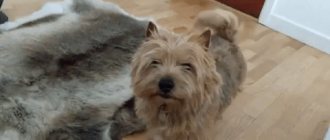 Norwich Terrier wagging its tail