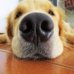 Healthy dog ​​nose