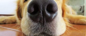 Healthy dog ​​nose