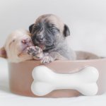 Newborn puppies are not independent