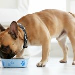 Should I change the brand or flavor of my dog ​​food often?