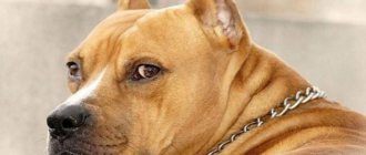 Does a pit bull need to have its ears cropped?