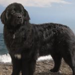 Ньюфаундленд - порода собак: особенности породы, стандарт породы, рост, вес