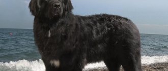 Ньюфаундленд - порода собак: особенности породы, стандарт породы, рост, вес