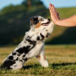 Obedience for dogs - what is it?