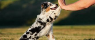 Obedience for dogs - what is it?