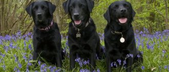Wallpaper Three black dogs of the Labrador Retriever breed are sitting on the grass among lilac flowers on your desktop