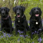 Обои Три черных собаки породы лабрадор-ретривер сидят на траве среди сиреневых цветов на рабочий стол
