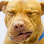 Reverse sneezing in dogs