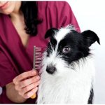 Trim your dog&#39;s fur with a brush