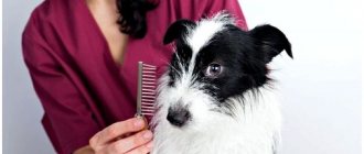 Trim your dog&#39;s fur with a brush