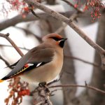 Common waxwing