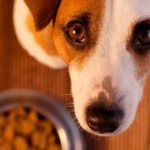 Review of food Meal for dogs
