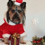 DIY clothes for Yorkies