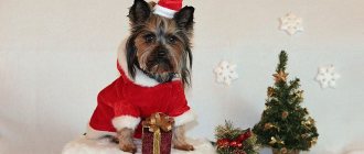 DIY clothes for Yorkies