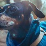 DIY clothes for dachshunds