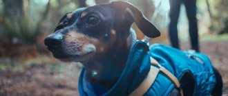 DIY clothes for dachshunds
