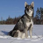 Hunting-breeds-of-dogs-Descriptions-names-and-types-of-hunting-dogs-53