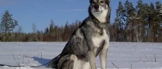 Hunting-breeds-of-dogs-Descriptions-names-and-types-of-hunting-dogs-53