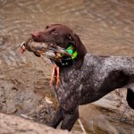 Hunting dog in a GPS collar with prey