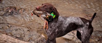 Hunting dog in a GPS collar with prey