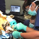 Операция на ротовой полости собак