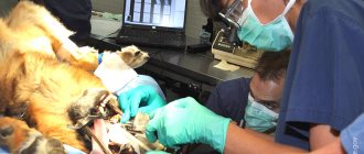 Oral surgery for dogs