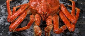 Description of Kamchatka crab