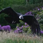 Description of condor photo