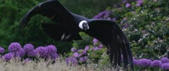 Description of condor photo