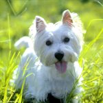 Description of the West Highland White Terrier breed