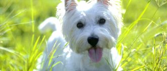 Description of the West Highland White Terrier breed