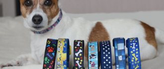 collar for jack russell