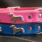 collars for dachshunds