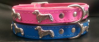 collars for dachshunds