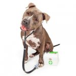 Features of caring for and keeping a pit bull in an apartment or private house