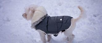 Features-types-pros-and-cons-of-clothes-for-dogs-1