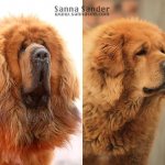 differences between the European type of Tibetan mastiffs and the Chinese type