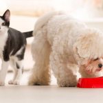 Differences between cat food and dog food